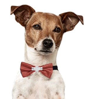 LizenzDirekt-Hund-Kontakt-Schweiz