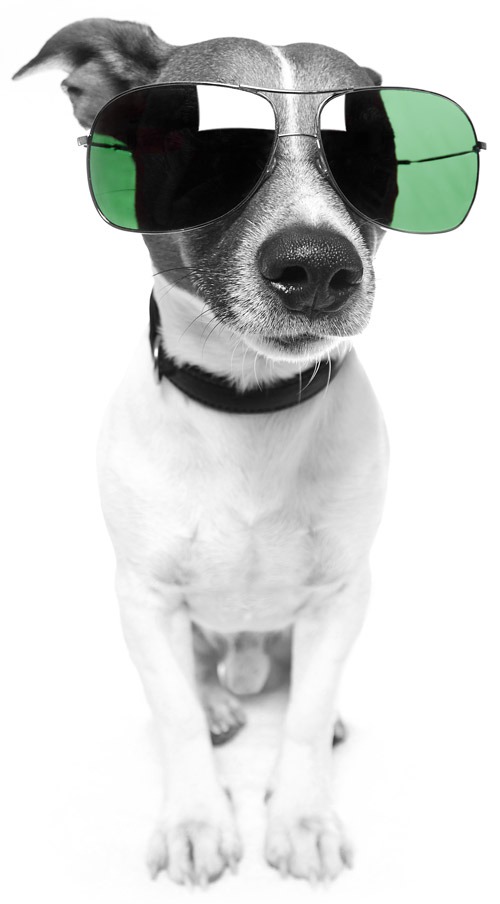 hund-sonnenbrille